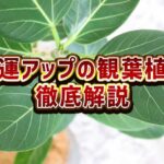 一瞬で変わる！金運爆上げのための観葉植物配置術🌟