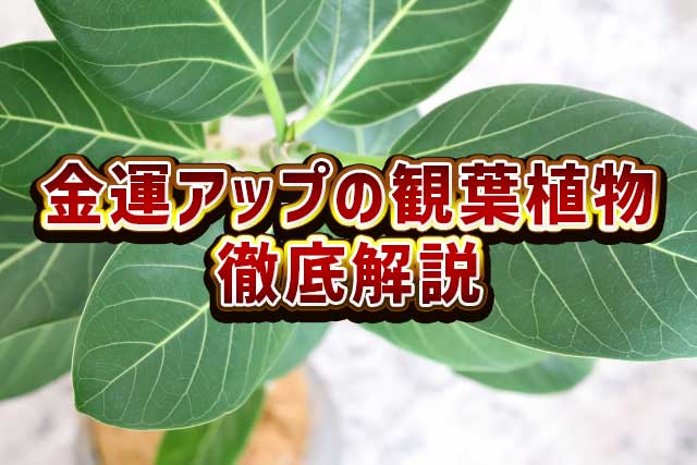 一瞬で変わる！金運爆上げのための観葉植物配置術🌟